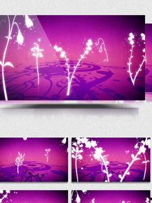 免费背景视频素材,打造视觉盛宴的幕后英雄